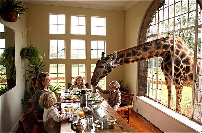 Giraffe Manor Nairobi Kenya