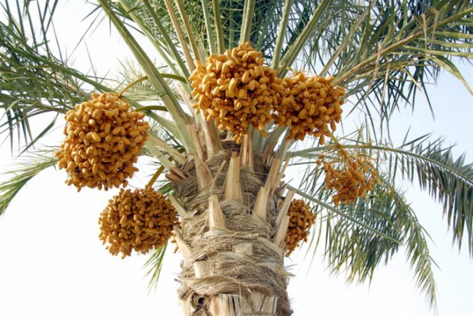 hurma agaci 750x501