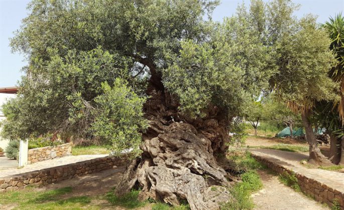 Zeytin Hakkında 13 İlginç Bilgi 4 3000 yillik zeytin agaci girit 780x478
