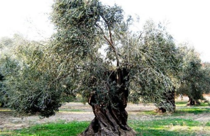 zeytin antik 780x504