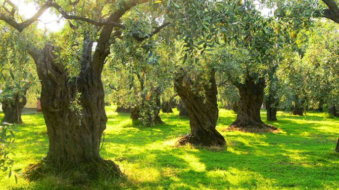 zeytin agaci 800x450