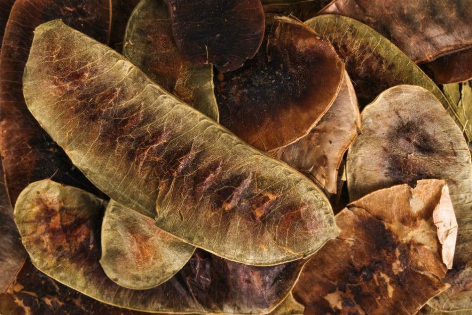 aclik otu nedir faydalari nelerdir4