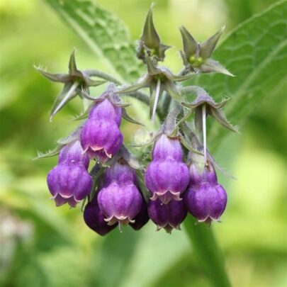allantoin