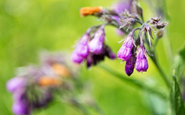 allantoin nedir faydalari nelerdir4