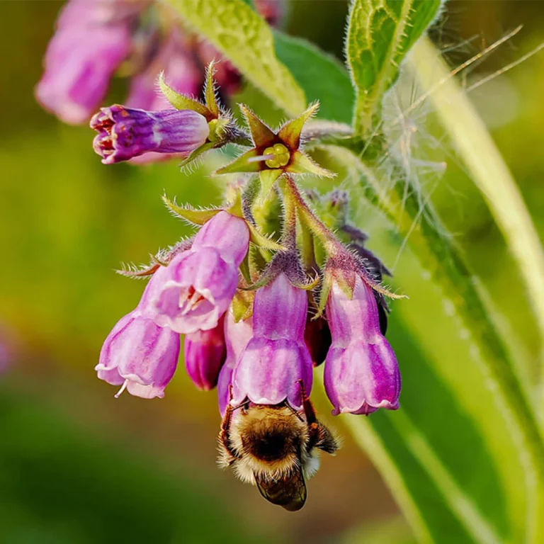 allantoin nedir