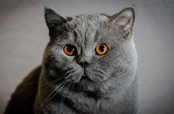 british shorthair ozellikleri nedir bakimi nasil yapilir0