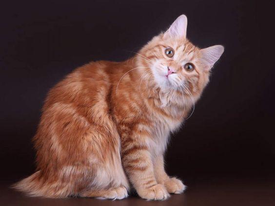 Kurilian Bobtail Kedisi Bakımı ve Özellikleri