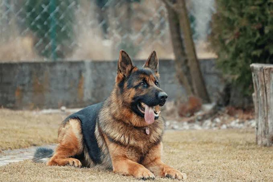 alman kurdu k9
