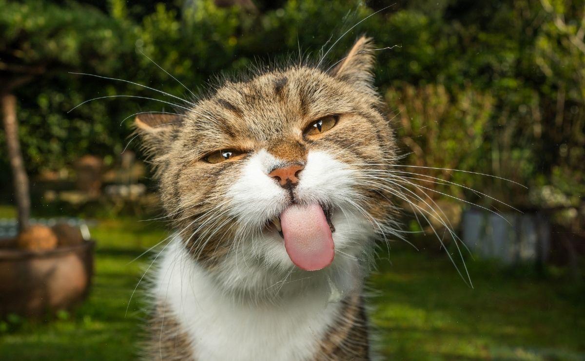 Dişi ve Erkek Kedi İsimleri