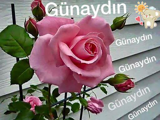 günaydın mesajları