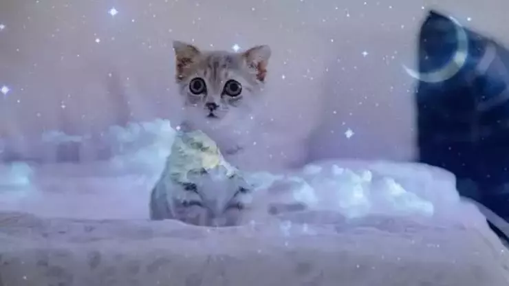rüyada kedi görmek