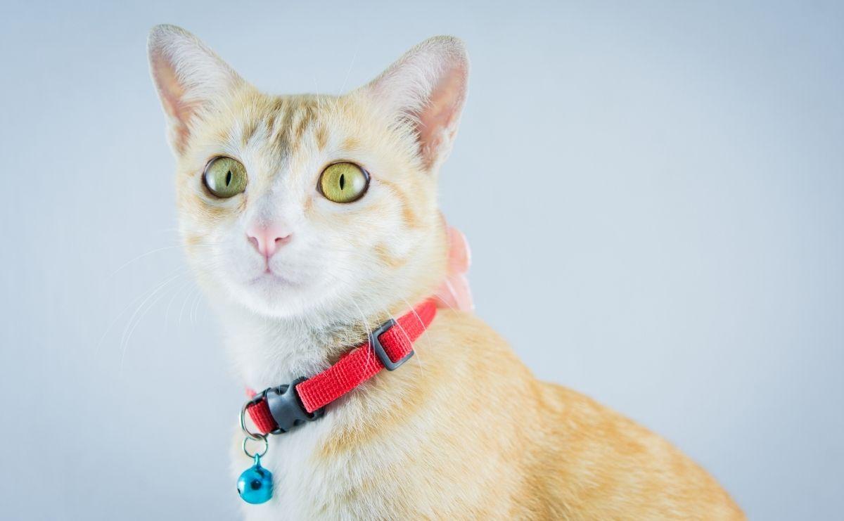 kedi tasmasi